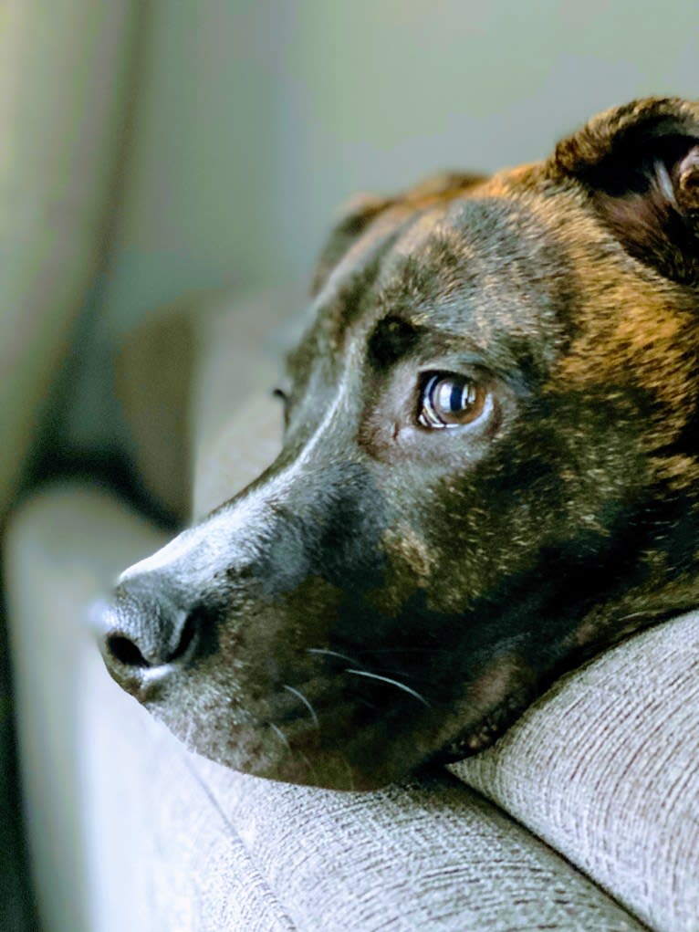 Dax, an American Pit Bull Terrier and Boxer mix tested with EmbarkVet.com