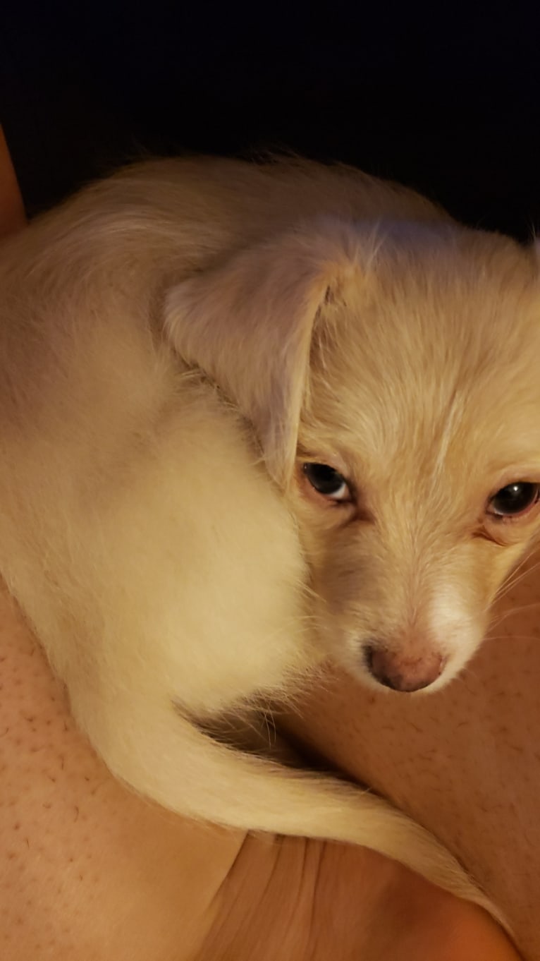 Hannah, a Dachshund and Bichon Frise mix tested with EmbarkVet.com