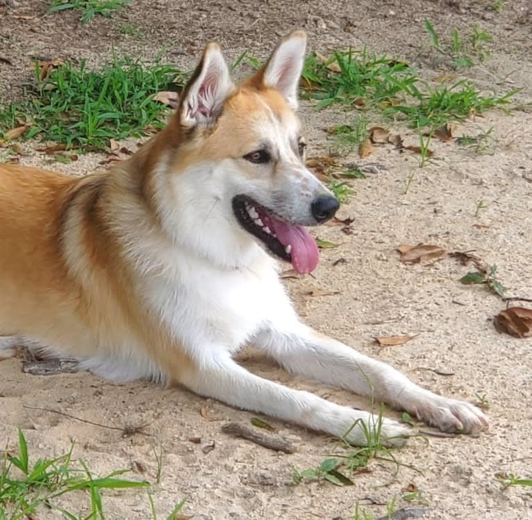 Juniper, a Great Pyrenees and Border Collie mix tested with EmbarkVet.com