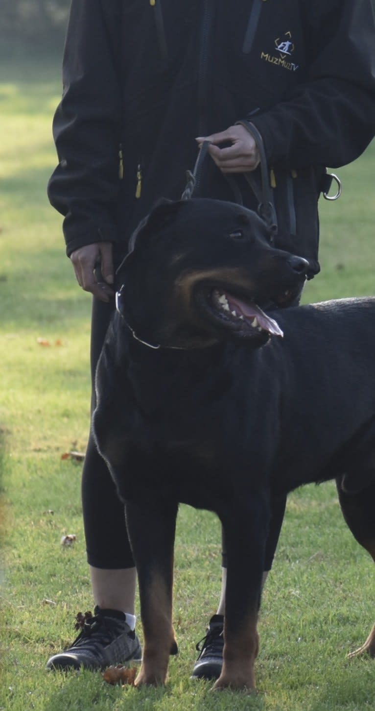 Wüstenhaus Samson, a Rottweiler tested with EmbarkVet.com