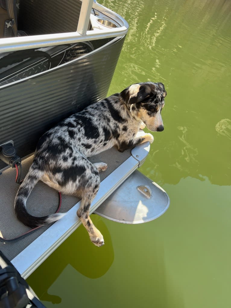 IronEye Pancho, a Border Collie and Catahoula Leopard Dog mix tested with EmbarkVet.com