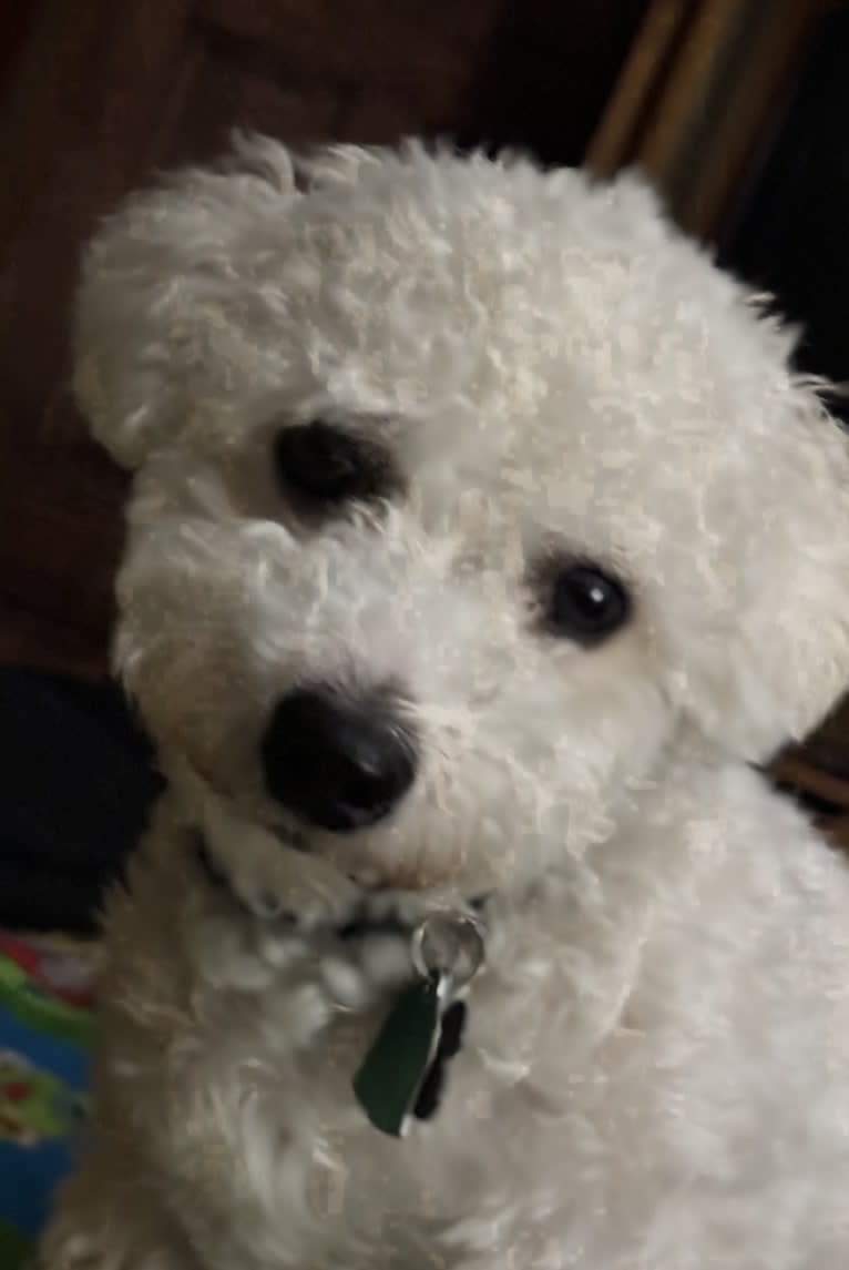 Oz, a Bichon Frise tested with EmbarkVet.com