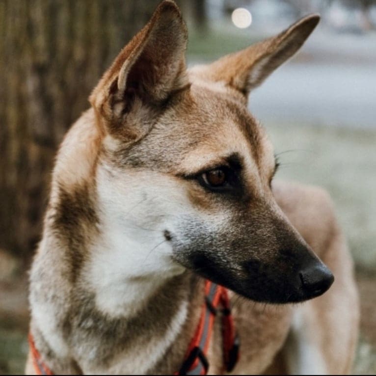 Vera, a Middle Eastern Village Dog tested with EmbarkVet.com