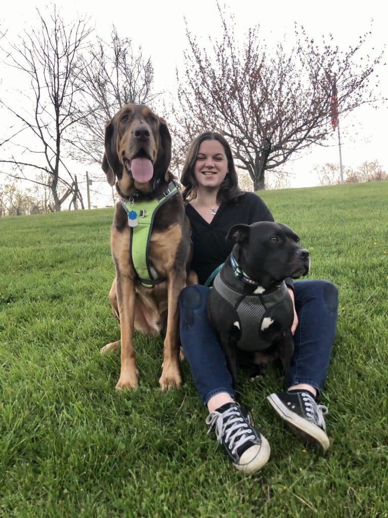 Hank, a Bloodhound and Labrador Retriever mix tested with EmbarkVet.com