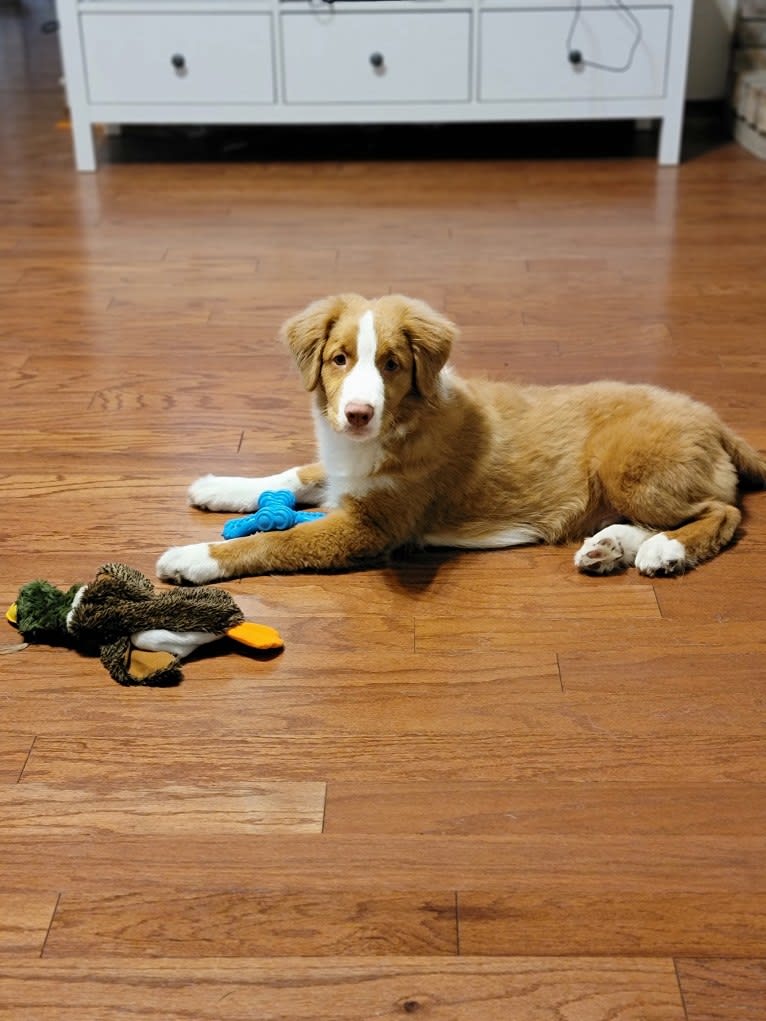 Saranac's Better Watch Out "Tucker", a Nova Scotia Duck Tolling Retriever tested with EmbarkVet.com
