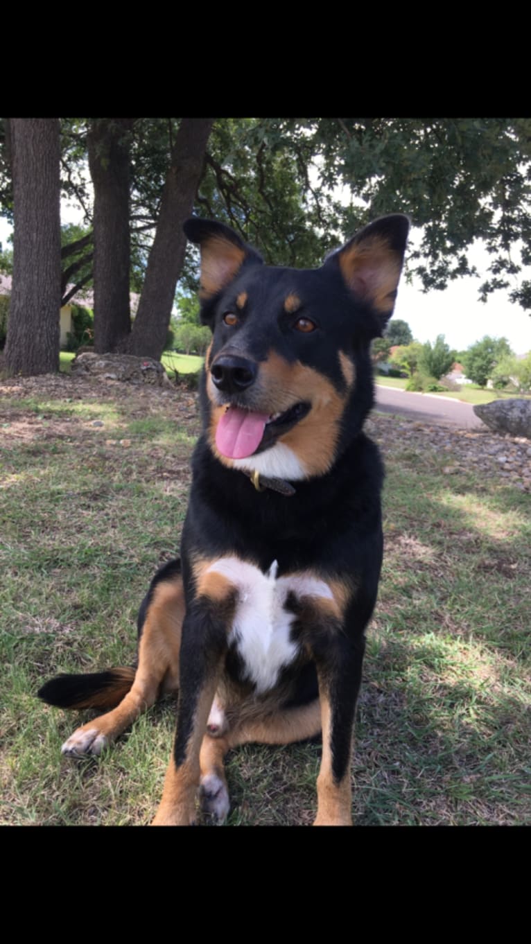 Banjo, a Border Collie and Australian Cattle Dog mix tested with EmbarkVet.com