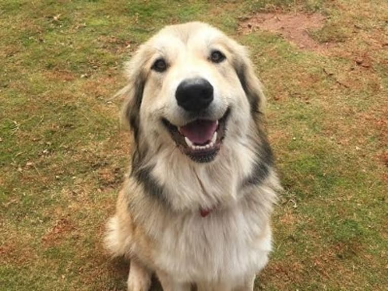 Doug, a Great Pyrenees and Labrador Retriever mix tested with EmbarkVet.com