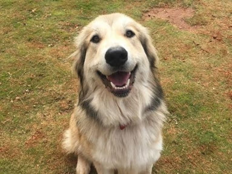 Doug, a Great Pyrenees and Labrador Retriever mix tested with EmbarkVet.com