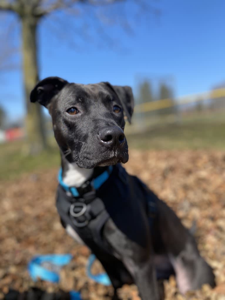 Zeuss, an American Pit Bull Terrier and Boxer mix tested with EmbarkVet.com