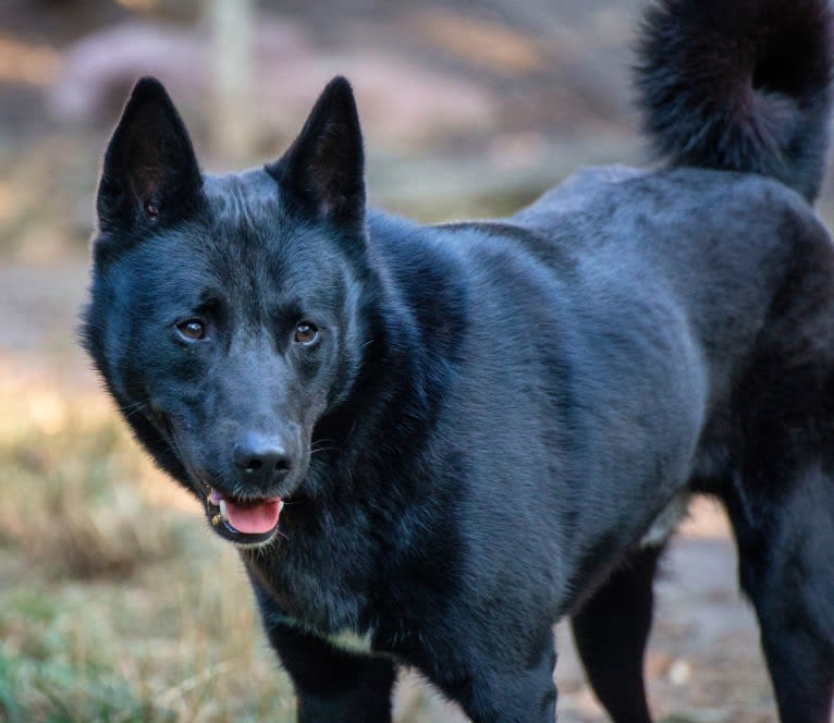 Moshae, a Canaan Dog tested with EmbarkVet.com