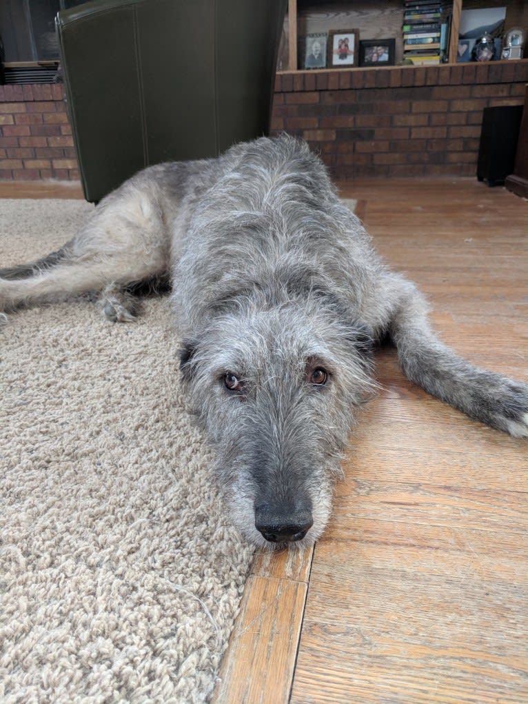 Shadow, an Irish Wolfhound tested with EmbarkVet.com