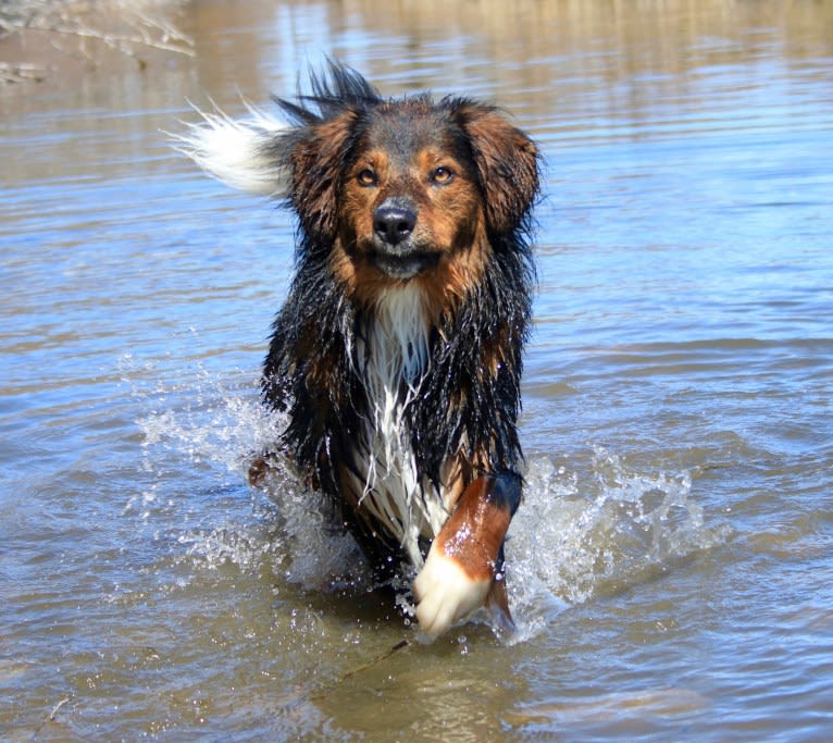 Burley, an English Shepherd tested with EmbarkVet.com