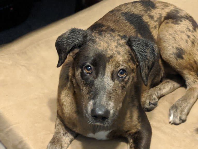 Blake, an American Bully and Dachshund mix tested with EmbarkVet.com