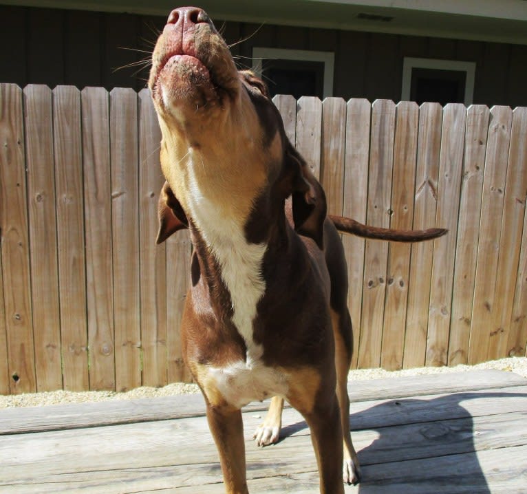 Beach's Dorie Jade, a Catahoula Leopard Dog tested with EmbarkVet.com