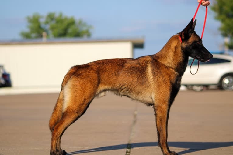 KHs Taking What’s Ours With Fire and Blood “Drogon” TKE RATN, a Belgian Shepherd tested with EmbarkVet.com