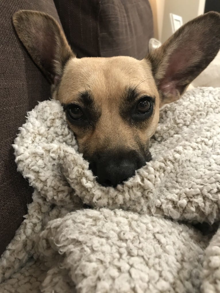 Stella, a Beagle and Chow Chow mix tested with EmbarkVet.com