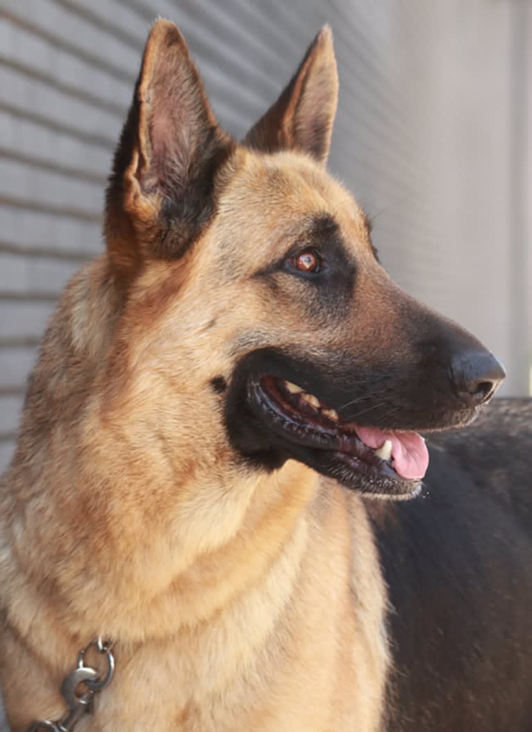 Greta, a German Shepherd Dog tested with EmbarkVet.com