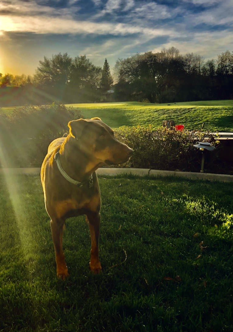 Vlade, a Doberman Pinscher and Labrador Retriever mix tested with EmbarkVet.com