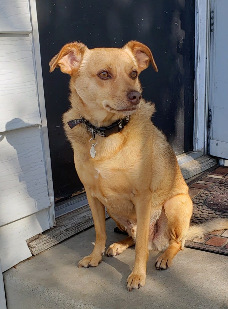 James Dean Bonham, a Chihuahua and Miniature Pinscher mix tested with EmbarkVet.com