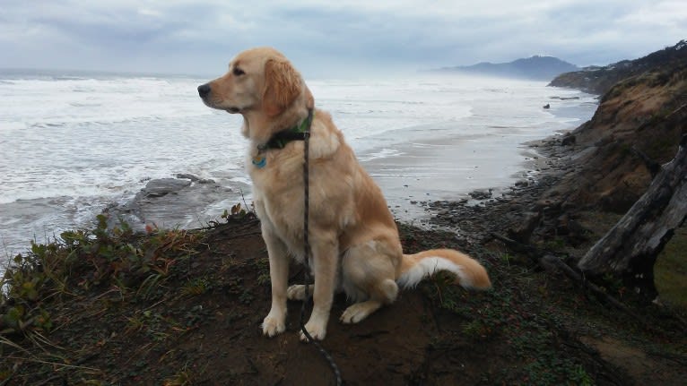 Tillie, a Newfoundland and Golden Retriever mix tested with EmbarkVet.com