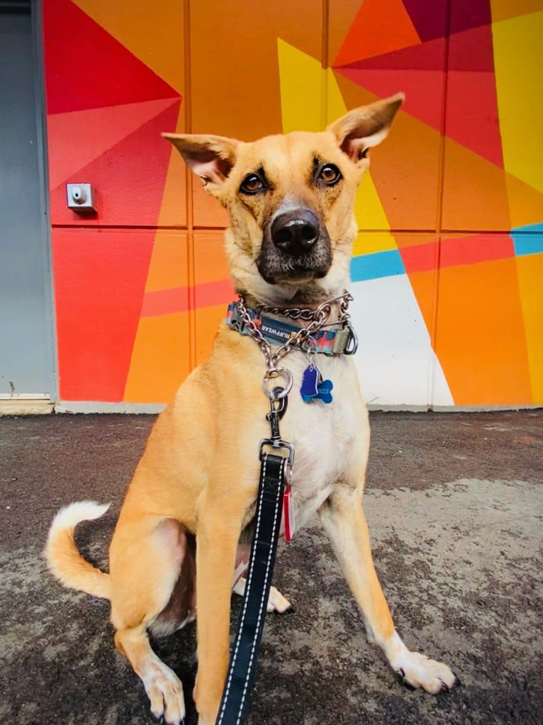 Raja, a South Asian Village Dog tested with EmbarkVet.com