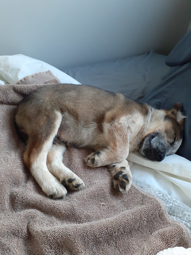 Nash, an Australian Shepherd and Labrador Retriever mix tested with EmbarkVet.com