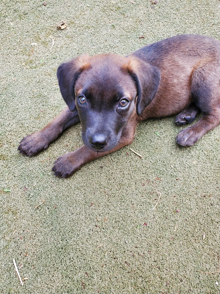 Kai, an American Pit Bull Terrier and Australian Cattle Dog mix tested with EmbarkVet.com