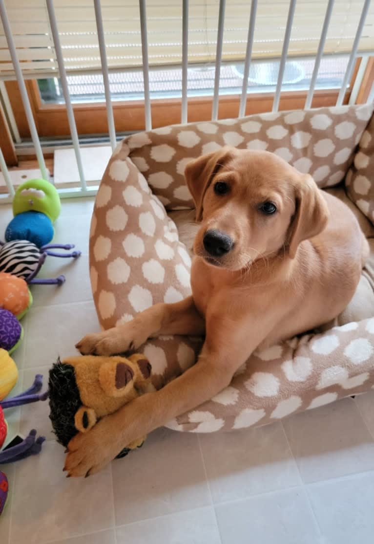 Glory, a Labrador Retriever tested with EmbarkVet.com