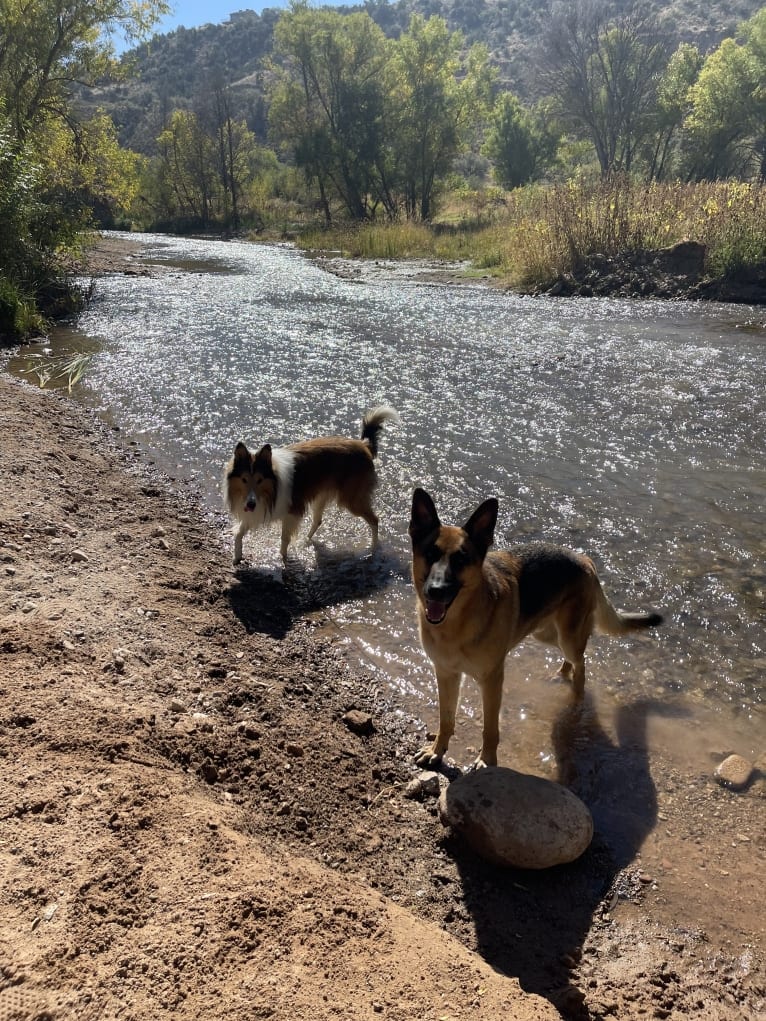 Jonas, a German Shepherd Dog tested with EmbarkVet.com