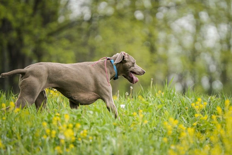 Angenehm's I Don't Need a Crown at Greyhaus, a Weimaraner tested with EmbarkVet.com