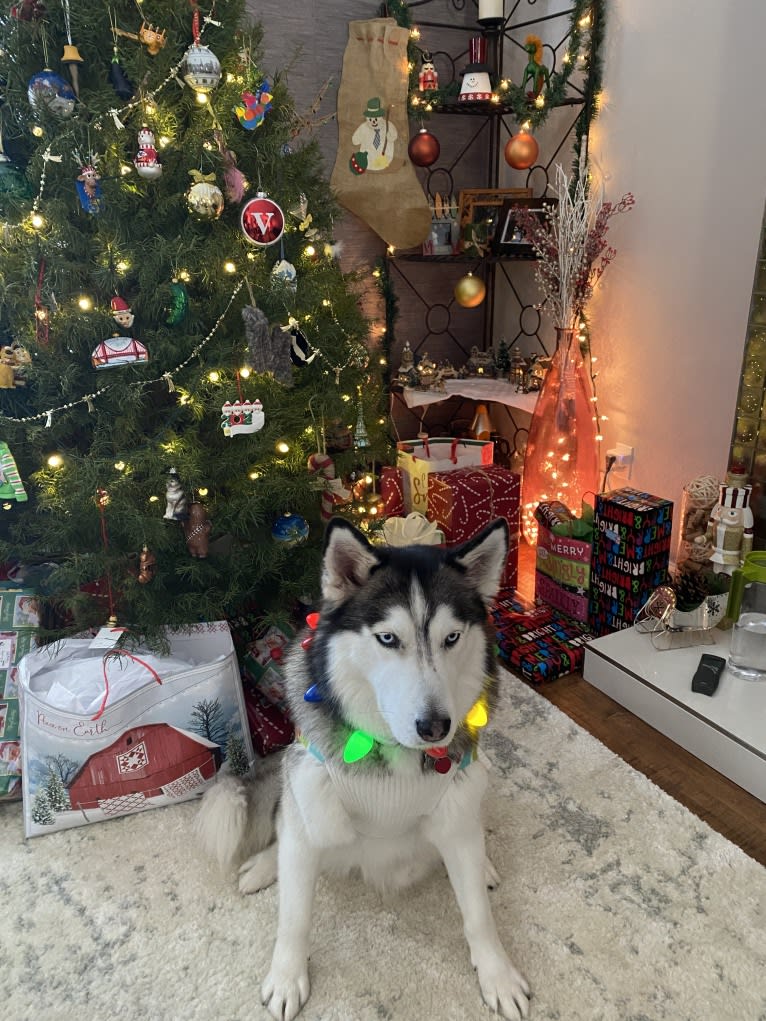 Gus, a Siberian Husky and Alaskan Malamute mix tested with EmbarkVet.com