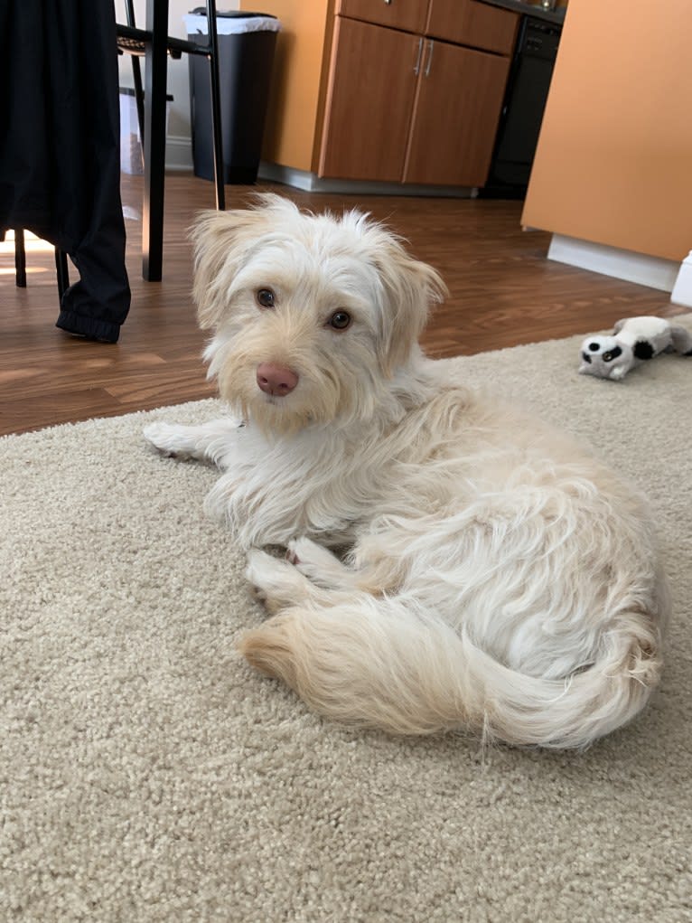 Murphy, a West Highland White Terrier and Shih Tzu mix tested with EmbarkVet.com