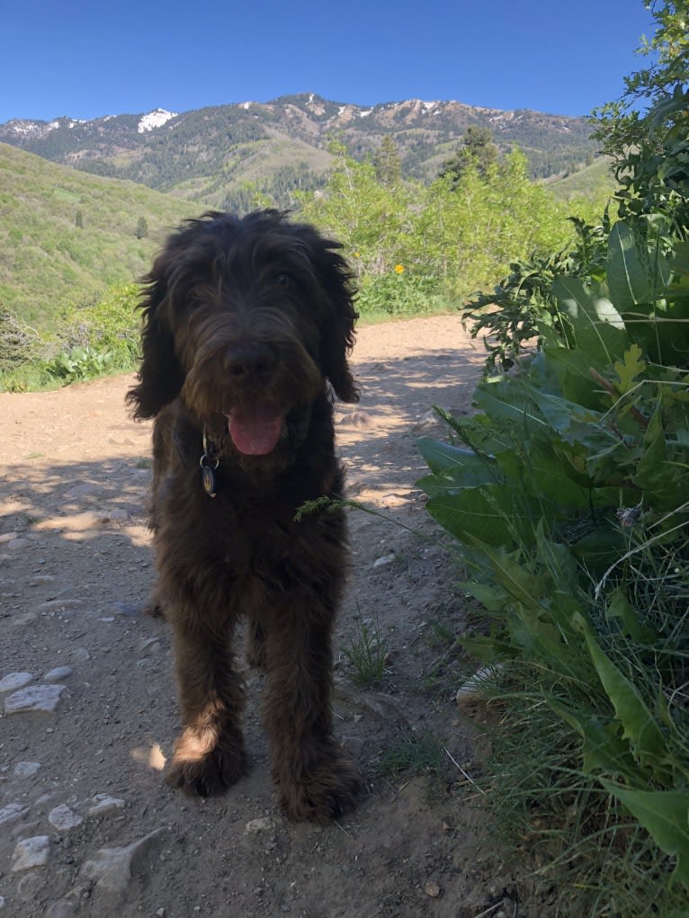 The Mighty Chewbacca, a Labradoodle (6.2% unresolved) tested with EmbarkVet.com