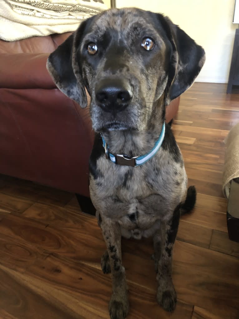 Ozark, an Australian Shepherd and Labrador Retriever mix tested with EmbarkVet.com