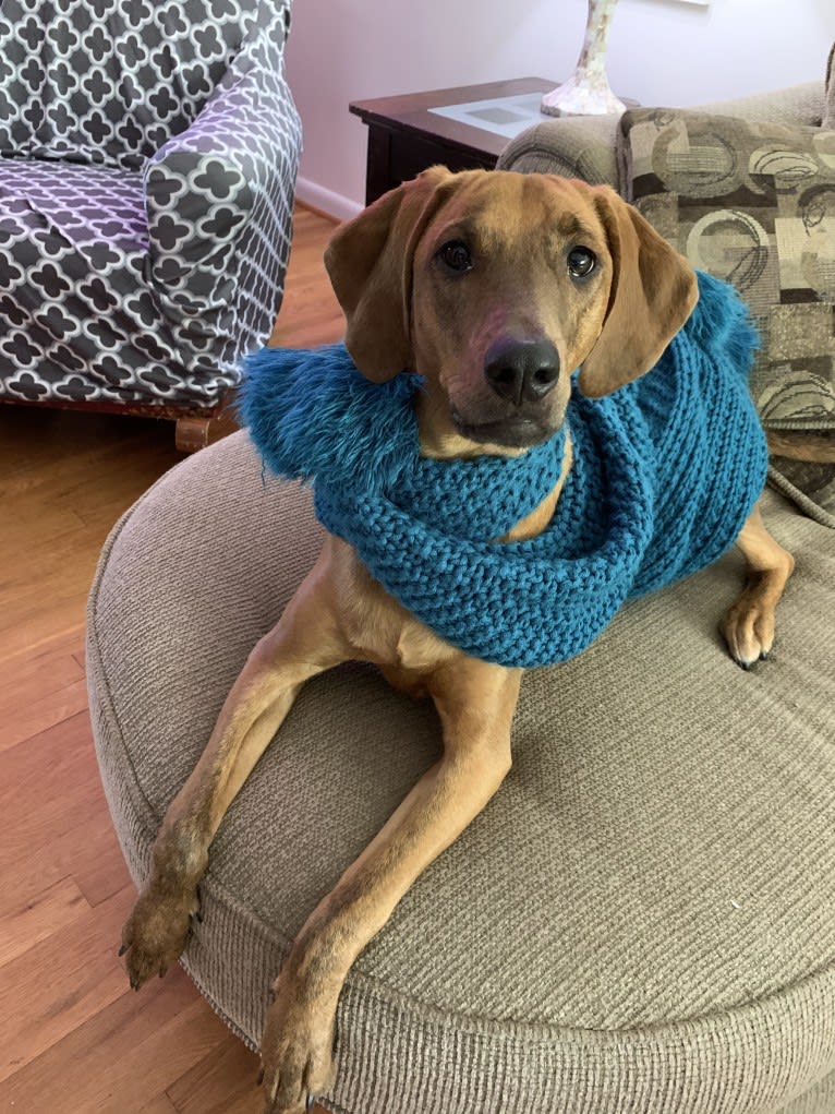 Julie, a Redbone Coonhound and Plott mix tested with EmbarkVet.com