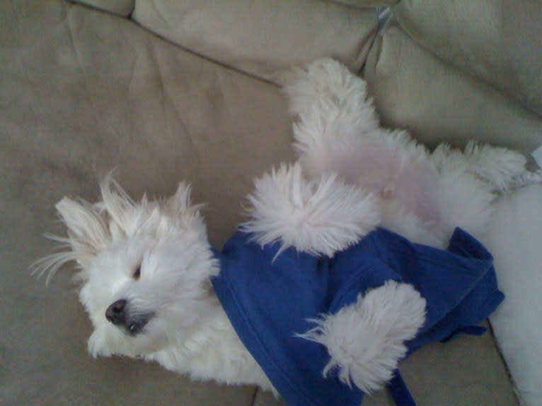 Koopa, a Maltese and Pomeranian mix tested with EmbarkVet.com