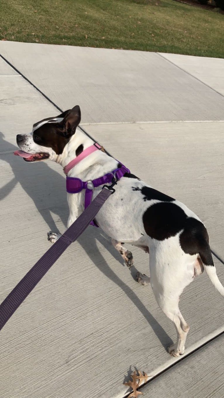 Dojah, an American Pit Bull Terrier and American Staffordshire Terrier mix tested with EmbarkVet.com