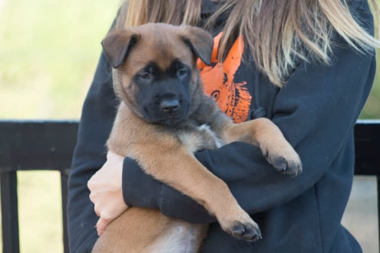 Kylar (PsychoKiller d'Hélitesport), a Belgian Shepherd tested with EmbarkVet.com