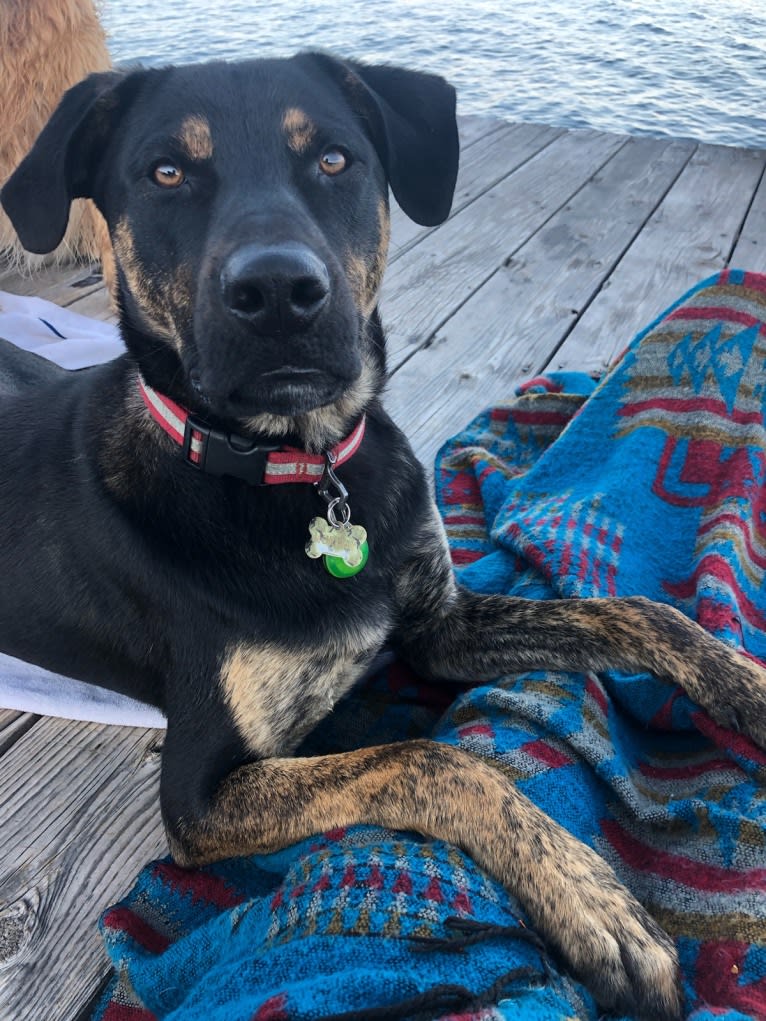 Murphy, a Bullmastiff and German Shepherd Dog mix tested with EmbarkVet.com