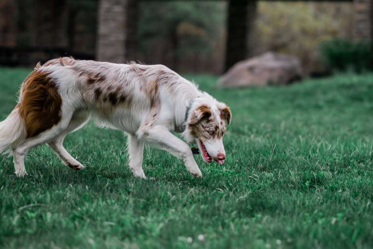 Spurs N Ashes, a Border Collie tested with EmbarkVet.com