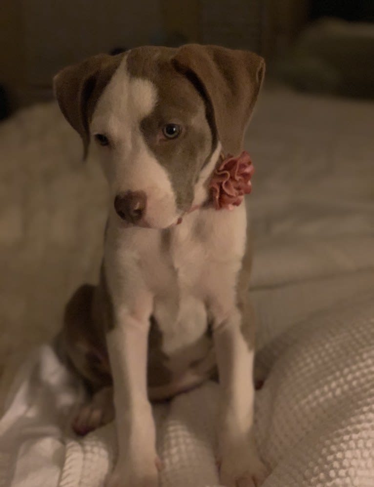 Mariposa “Mari” 🦋, an American Pit Bull Terrier and Chihuahua mix tested with EmbarkVet.com