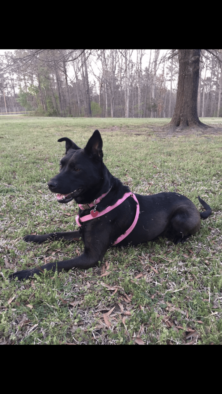 Zooey, an American Pit Bull Terrier and Australian Shepherd mix tested with EmbarkVet.com