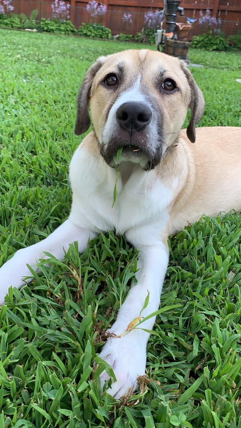 Riggs, a Great Pyrenees and American Pit Bull Terrier mix tested with EmbarkVet.com