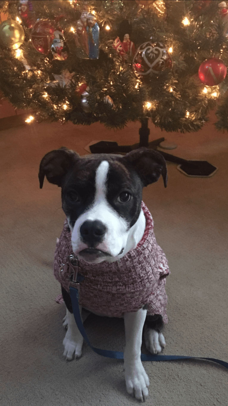 Ada, an American Staffordshire Terrier and Bulldog mix tested with EmbarkVet.com