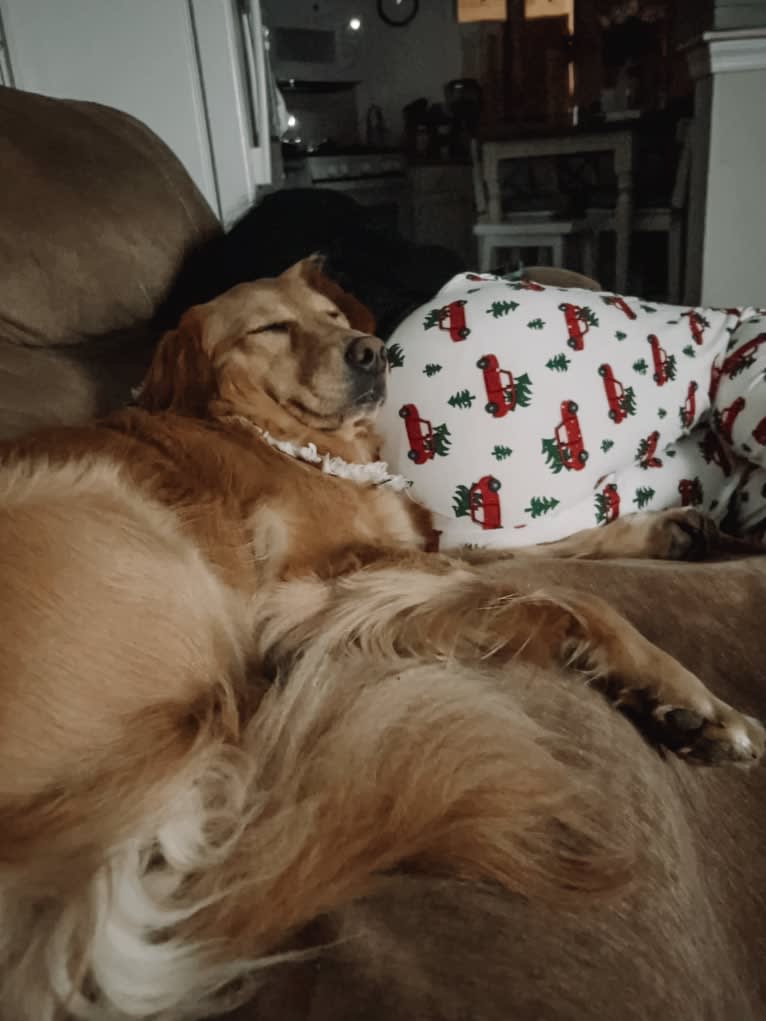 Marley, a Golden Retriever tested with EmbarkVet.com