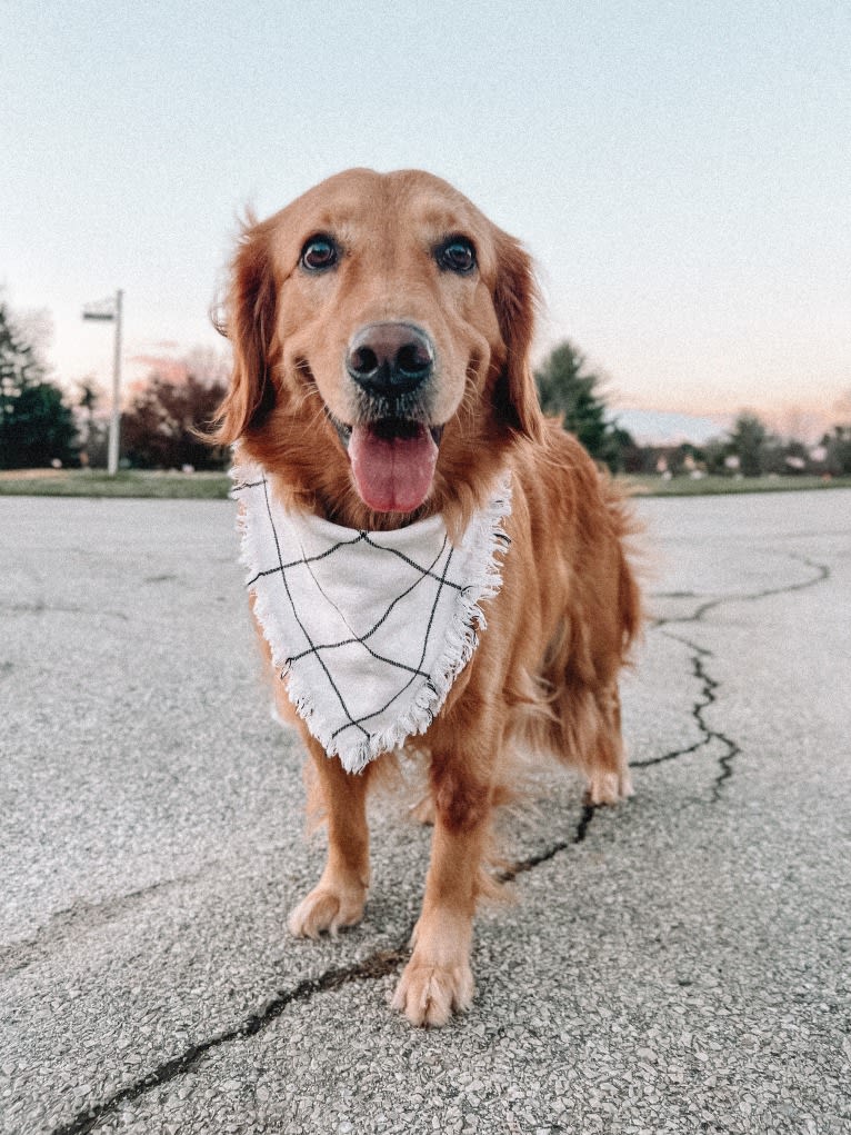 Marley, a Golden Retriever tested with EmbarkVet.com