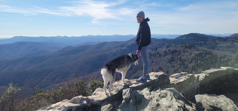 Teko, a Siberian Husky tested with EmbarkVet.com