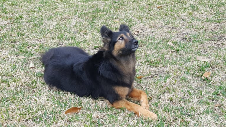 Ziva, a German Shepherd Dog and Golden Retriever mix tested with EmbarkVet.com