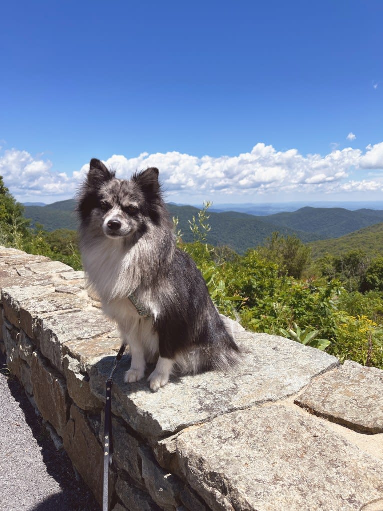 River, an American Eskimo Dog and Pomeranian mix tested with EmbarkVet.com