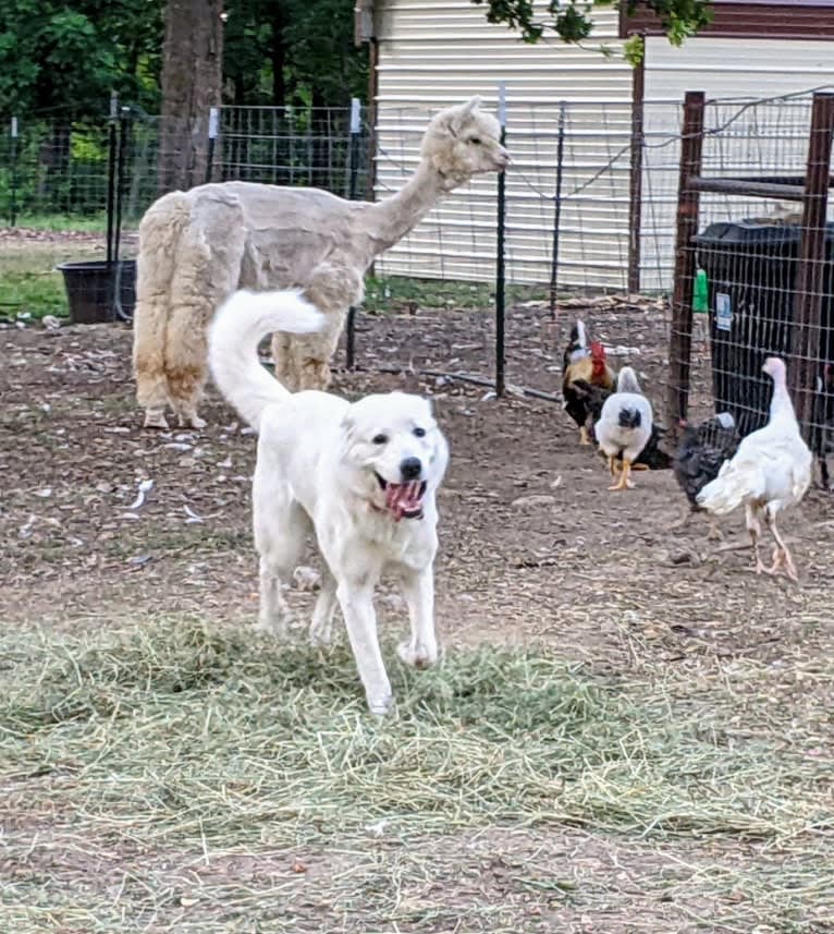 Ammy, a Maremma Sheepdog tested with EmbarkVet.com